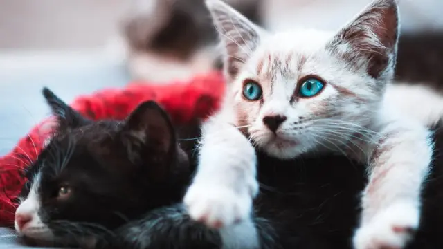 Вірус виявили в домашніх котів