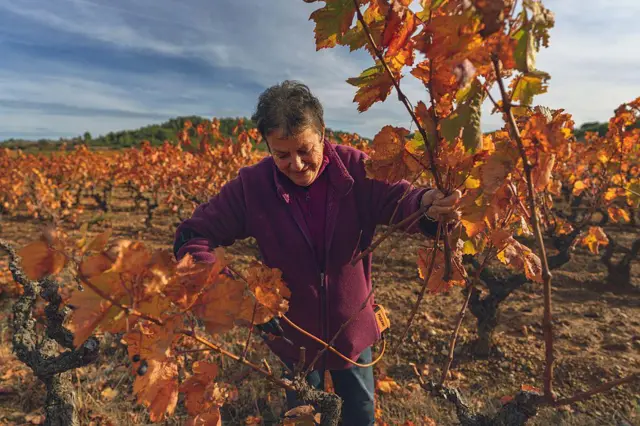 दक्षिण फ्रान्समध्ये बागेत सुकलेल्या द्राक्षवेलींची छाटणी करणारा शेतकरी. 2025 साली या भागात वणवे आणि हवामान बदलामुळे द्राक्षांचं मोठं नुकसान झालं. 