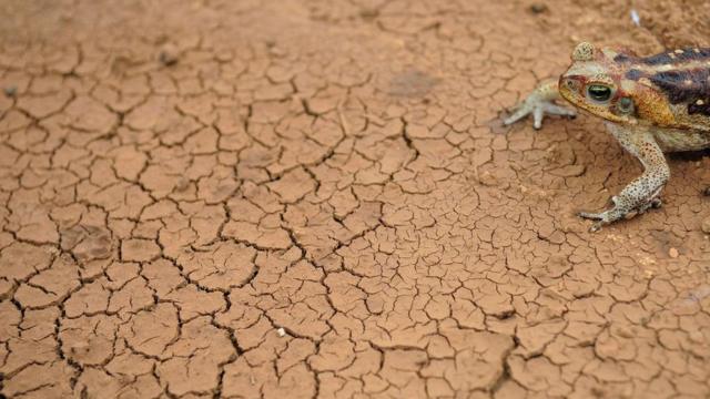 Sapo cururuapostas esportivas bilhetes prontossolo rachado pela seca