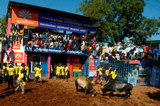 ஜல்லிக்கட்டு