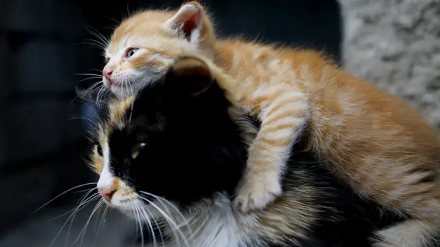 Коти - природжені хижаки, тож налаштувати для них вегетаріанську дієту іще скланіше, ніж для собак