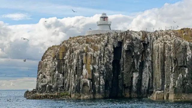 A lighthouse sits above towering cliffs of the Farne Islands. There are hundreds of seabirds nesting and flying above the cliffs. There is a calm blue sea below.