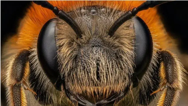 او معمولا از زنبورها در هنگام شب عکاسی می‌کند