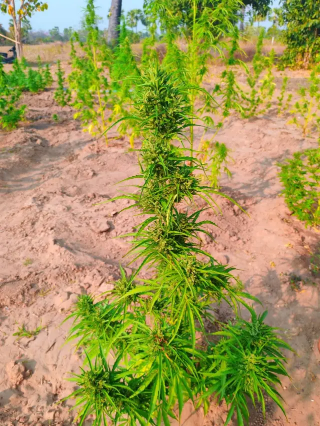 ဘုတလင်၊ နတ်မရွာထဲက မီးရှို့ဖျက်ဆီးလိုက်ပြီဖြစ်တဲ့ ဆေးခြောက်ခင်းတစ်ခု