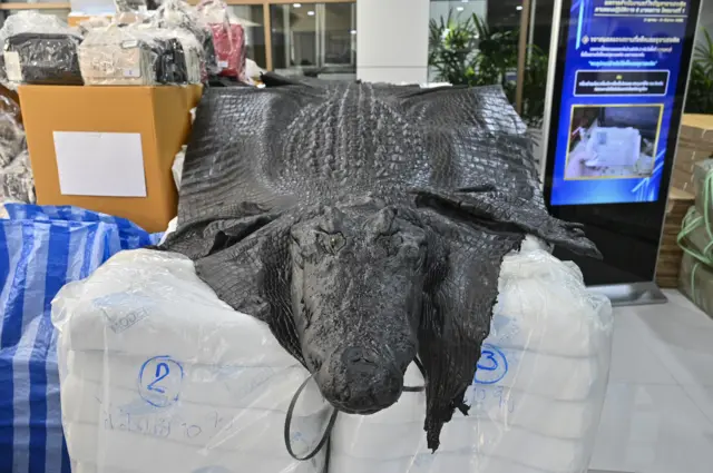 หนังจระเข้ยักษ์ หนึ่งในทรัพย์สินที่ตำรวจยึดได้จากเครือข่ายตู้ห่าว