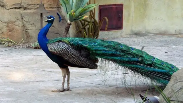 যখনতখন লোকের বাড়িতে ঢুকে পড়ে, নষ্ট করে সবজি ও শস্যদানা