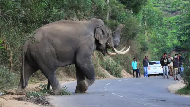 People taking photos of big elephant on a main road
