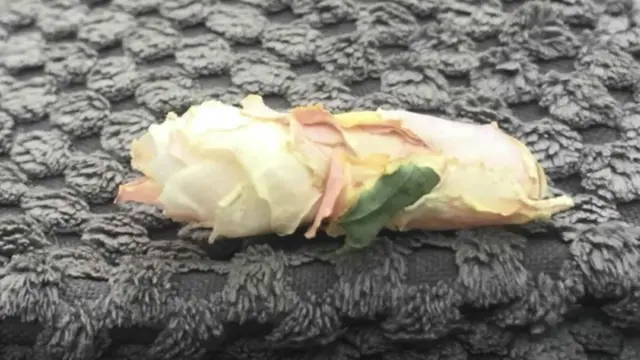 عثر على شرنقة من أربع على أريكة الغرفة الزجاجية