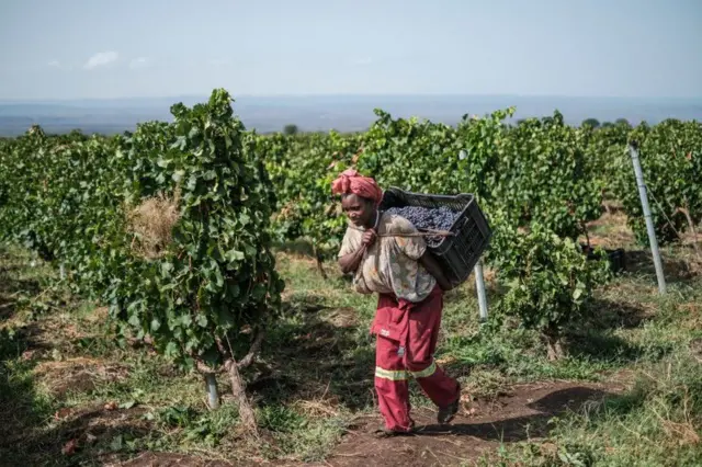 Wata manomiya a Ethiopia yayin da ta cire amfanin gonarta ranar Juma'a a kauyen vineyard mai nisan kilomita 110 kudu maso gabashin Addis Ababa... 