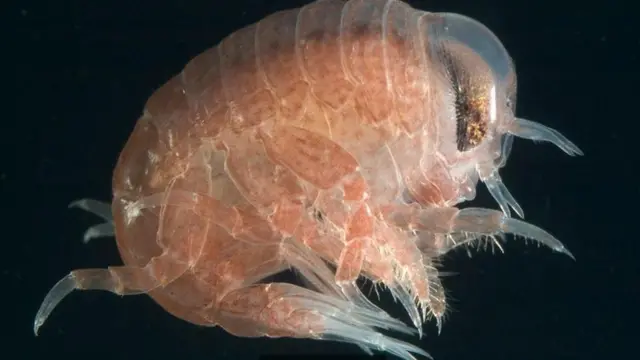 Амфіпод-гіперііда