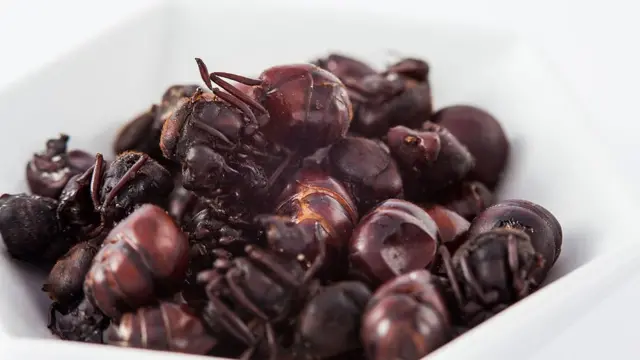 經製作的大臀螞蟻蟻后