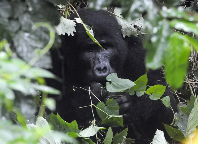 Gorila en Biwidi