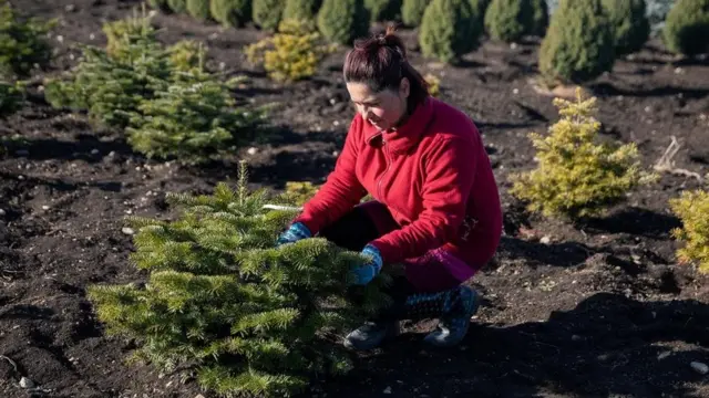 درخت کریسمس