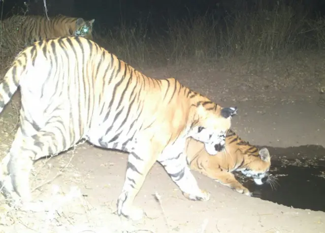 నాగార్జునసాగర్-శ్రీశైలం అభయారణ్యం