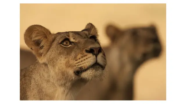 singa di afrika selatan