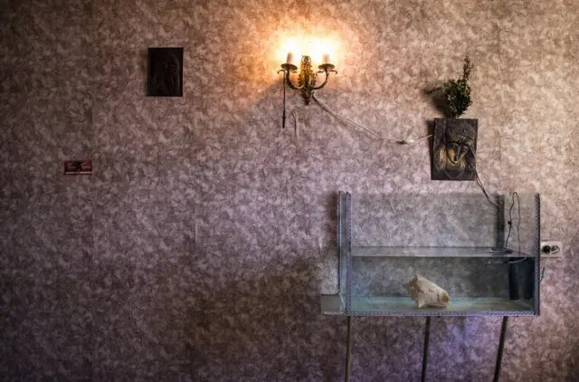 Una concha de un caracol marino en una pecera.