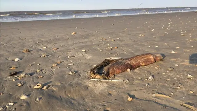 Fanged Like Creature found on Texas Beach