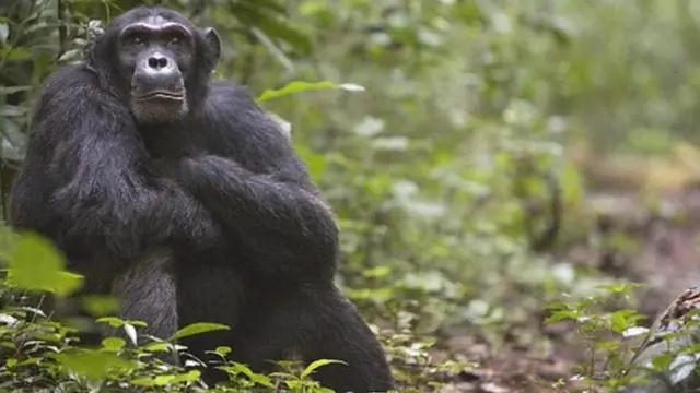 சிம்பன்சி குரங்கு