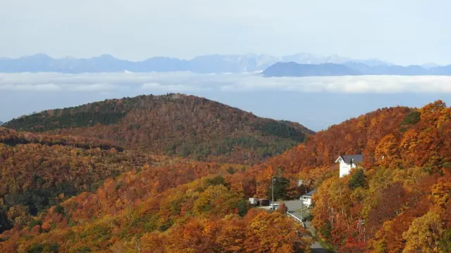 Cabbii tulluu irraan argamu