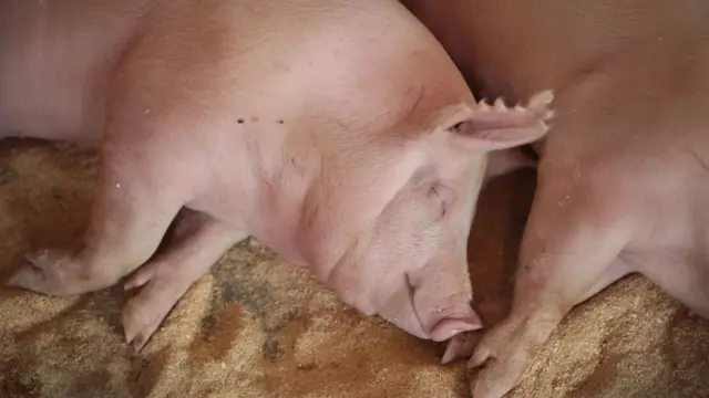 એશિયાના અનેક દેશોમાં આ રોગ ફેલાયેલો છે