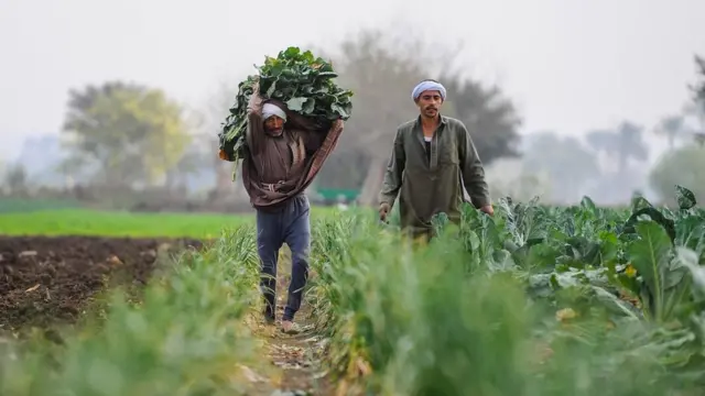 فلاحان في الحقل