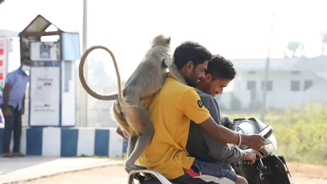 కోతులను తరమడానికి కొండముచ్చులను వాడటం చట్టవిరుద్ధమని జంతుల హక్కుల సంఘాలు వాదిస్తున్నాయి.