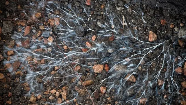 "المايسيليوم" هو ذاك النسيج الفطري الذي يشبه الجذور والجذوع ويكون القسم الأكبر من الفطر