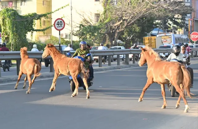  குதிரைகள், கோவை, விலங்குகள், விலங்கு நலம், ரேக்ளா பந்தயம்
