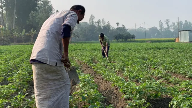 মাঠে কৃষি কাজে ব্যস্ত কৃষক