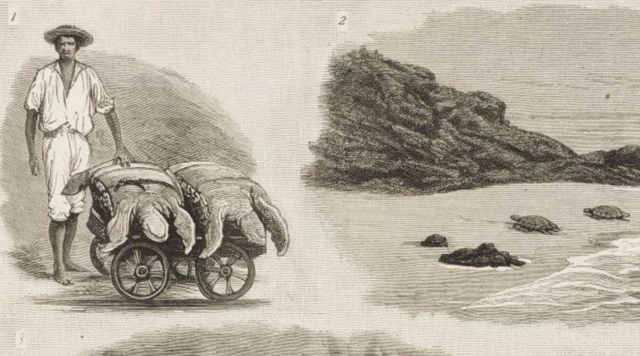 Ascension Adası'nda kaplumbağa yakalamış bir denizciyi gösteren bir resim.