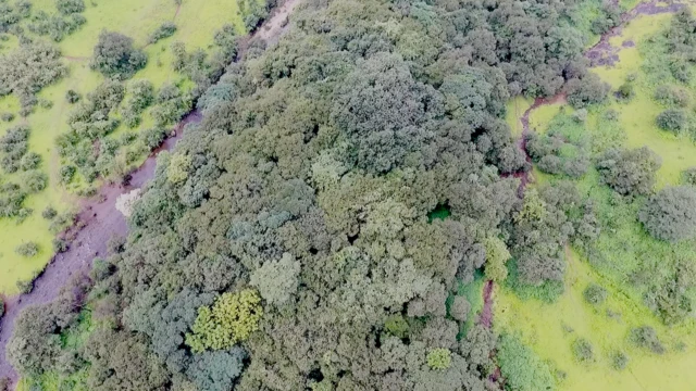 पुण्याजवळची 'वरदायिनी' देवराई