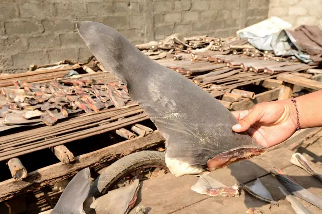 சுறா துடுப்பு கடத்தலில் தமிழ்நாடு முதலிடம்: 'ஒரே மாதத்தில் 2 சம்பவங்கள்' - அதிர்ச்சிப் பின்னணி