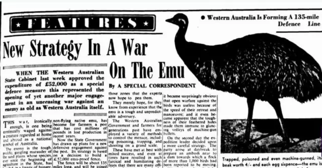 ઈમુ, શાહમૃગ, શા માટે ઈમુ સામે યુદ્ધ હાથ ધરવામાં આવ્યું, અજબ ગજબ કહાણી, બીબીસી ગુજરાતી ઇન્ટરનેશનલ ન્યૂઝ 