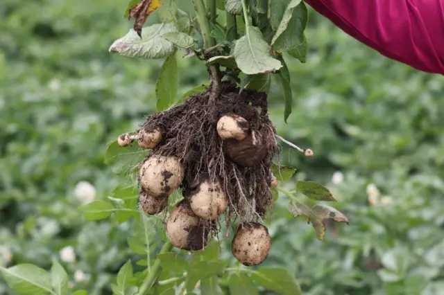 प्रातिनिधिक फोटो 