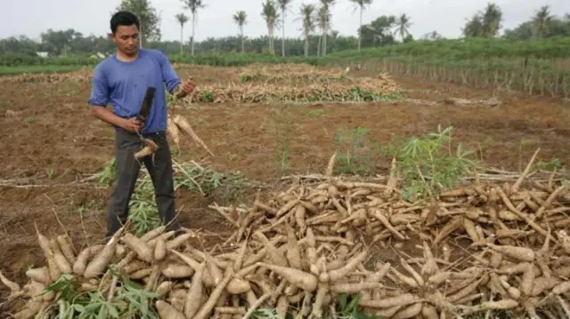 petani singkong