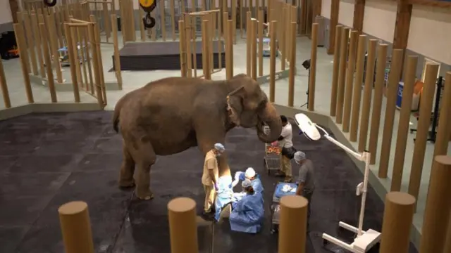 रिलायन्स फाऊंडेशनने प्रसिद्ध केलेल्या वनतारा प्रकल्पातील सुविधेचे छायाचित्र