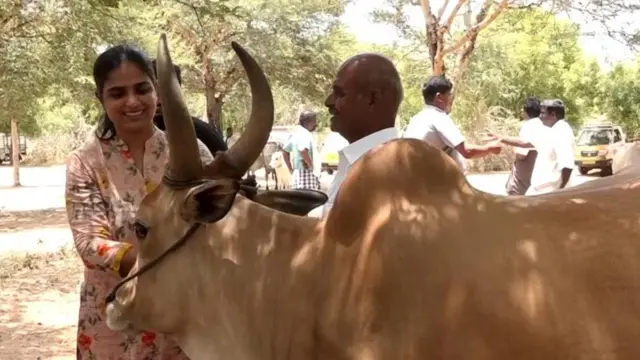 காங்கேயம் இன காளைகள், திருப்பூர்