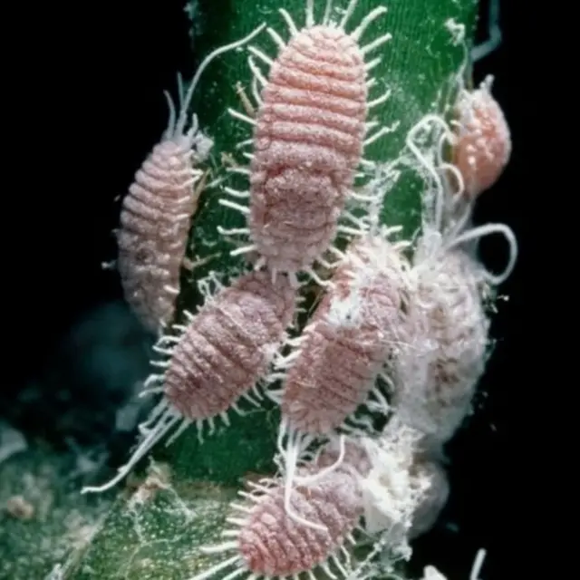 પ્રતીકાત્મક તસવીર