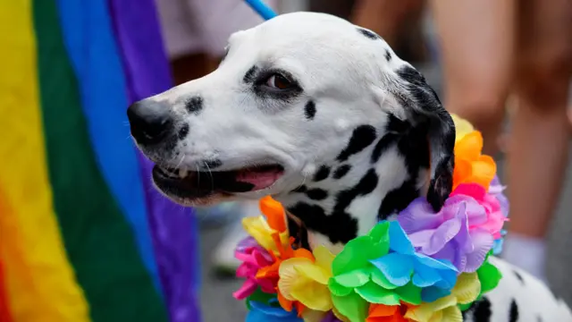 Cachorro na parada gayroleta com multiplicadorDublin (Irlanda)