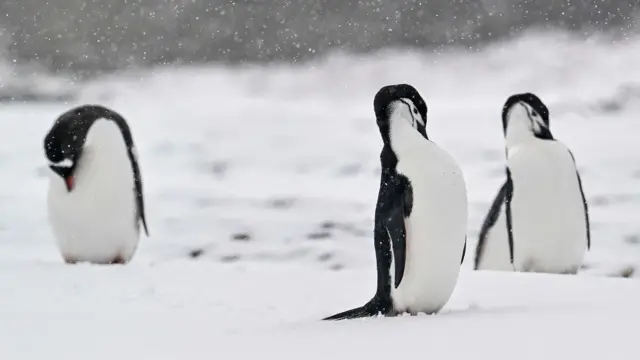 Chinstrap penguins zishobora gusinzira inshuro 10,000 ku munsi - ariko abantu ntibashobora gusinzira bekeneye muri ubwo buryo