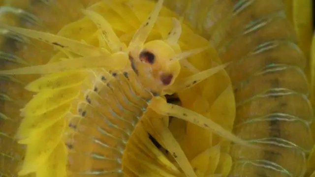 Новый червь получил условное название "Выделяющий желтую слизь А"