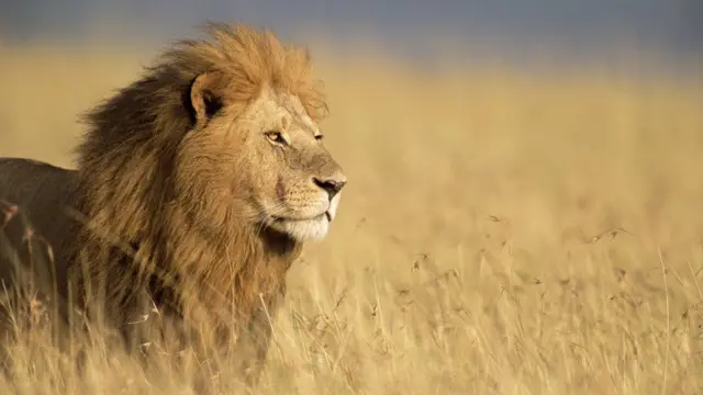 aslan