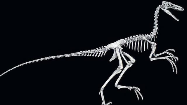 Troodon iskeleti çizimi