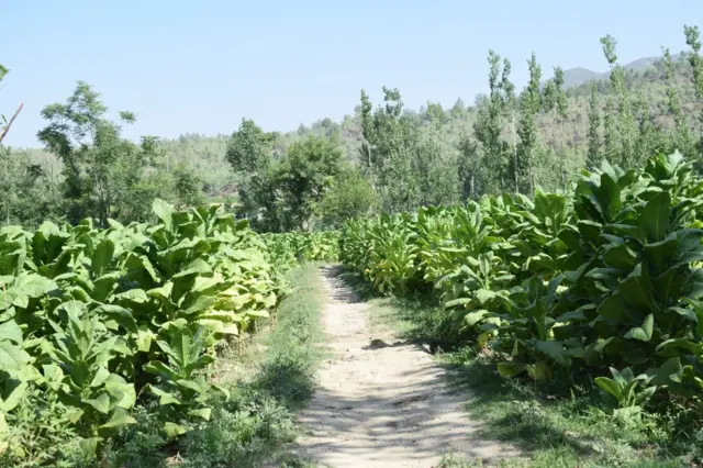 تمباکو کی کاشت