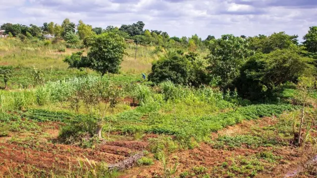 "السماد المعجزة" الذي سيغير مستقبل الزراعة في أفريقيا