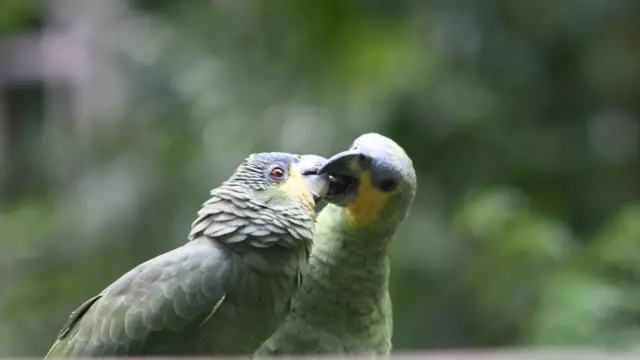 Papagaioscasino bonus gratisárea protegida da Amazônia brasileira