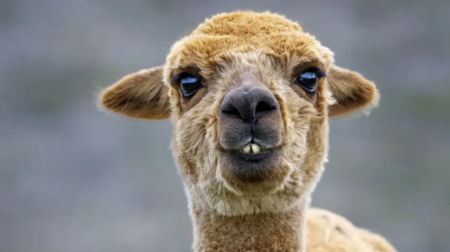 حيوان الألباكا