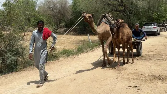 ਊਠ