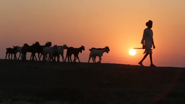 बकरी चरा कर लौट रहा चरावाहा