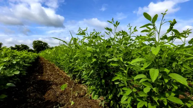 ભારતમાં જે દાળની સૌથી વધુ ખેતી થાય છે તે તુવેરદાળ છે